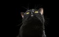 Black domestic cat looking up