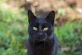 Black domestic cat in the nature
