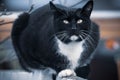 Black domestic cat portrait in outdoor winter park Royalty Free Stock Photo