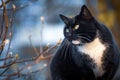 Black domestic cat portrait in outdoor winter park Royalty Free Stock Photo