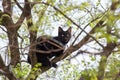 Black domestic cat sit on tree sprin summer day close Royalty Free Stock Photo