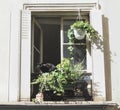 Black domestic cat sitting in opened white window adorened with greenery in flower pots. Cozy summer scene in bright