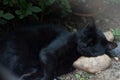 A black domestic cat sleeping on rock Royalty Free Stock Photo