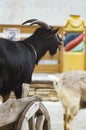 The black domestic goat costs on the cart