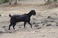Black Goat Royalty Free Stock Photo