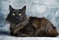 Black Domestic Long Hair Cat