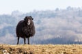 Black Domestic Sheep Royalty Free Stock Photo