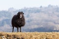 Black Domestic Sheep