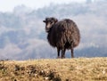 Black Domestic Sheep Royalty Free Stock Photo