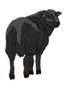 A black domestic sheep. Realistic animal Royalty Free Stock Photo