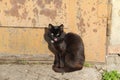 Black domestic young cat sitting by the iron door licks his lips and nose