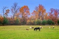 Black donkey, baby mule, goat and sheeps in the farm yard