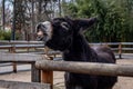 Black donkey behind the fence, braying and showing teeth.