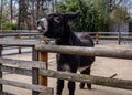 Black donkey braying and showing teeth.