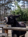 Black donkey braying and showing teeth, at the wooden fence.