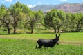 Black donkey in green field
