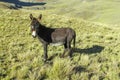 Black donkey in the mountains