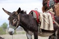 A black donkey waiting in the countryside. Royalty Free Stock Photo