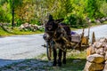 The black donkey with the wooden trailer