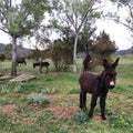 Black donkeys on the Pyrinees Royalty Free Stock Photo