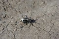 Black Dorcadion equestre bug close up detail crawling on gray soil background