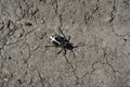 Black Dorcadion equestre bug crawling on gray soil background