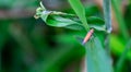 Black dot orange plant bug. A red bug perched on a white flower in nature against a blurred background Royalty Free Stock Photo