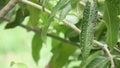 Black dots on the leaves of mango caused no disease or Bua mango leaf diseases That sway in the wind.