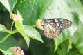 A black dotted butterfly in Sri Lanka