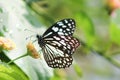 A black dotted butterfly in Sri Lanka