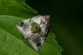 Black-dotted Glyph - Maliattha synochitis