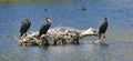 Black double crested cormorants birds