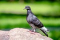 A black dove