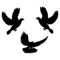 Black dove. Icon isolated on white.