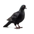 Black Dove Isolated on White Background. Generative ai