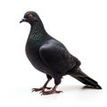 Black Dove Isolated on White Background. Generative ai