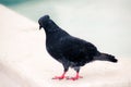 Black dove photograph