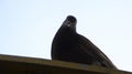 Black dove pigeon perched on the roof Royalty Free Stock Photo