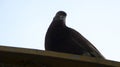 Black dove pigeon perched on the roof Royalty Free Stock Photo