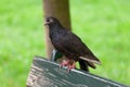 Black dove sitting on a bench