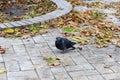 A black dove stands on the ground in a park, autumn yellow leaves lie nearby