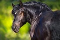 Black draft horse Royalty Free Stock Photo