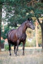 Black draft mare horse standing free in field in summer