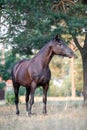 Black draft mare horse standing free in field in summer