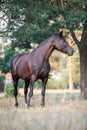 Black draft mare horse standing free in field in summer