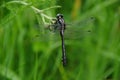 Black dragonfly Royalty Free Stock Photo