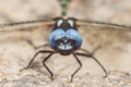 black dragonfly with blue eyes