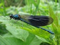 Black dragonfly Calopteryx Virgo against green background