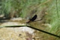 Black dragonfly in close-up on river Royalty Free Stock Photo