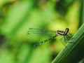 Black dragonfly feeding in the daytime, the island is on a leaf on a blurred green background,Dragonfly with flying wings strong